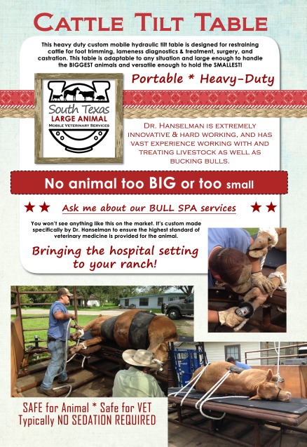 Cattle Tilt Table South Texas Mobile Veterinary Services Veterinarian